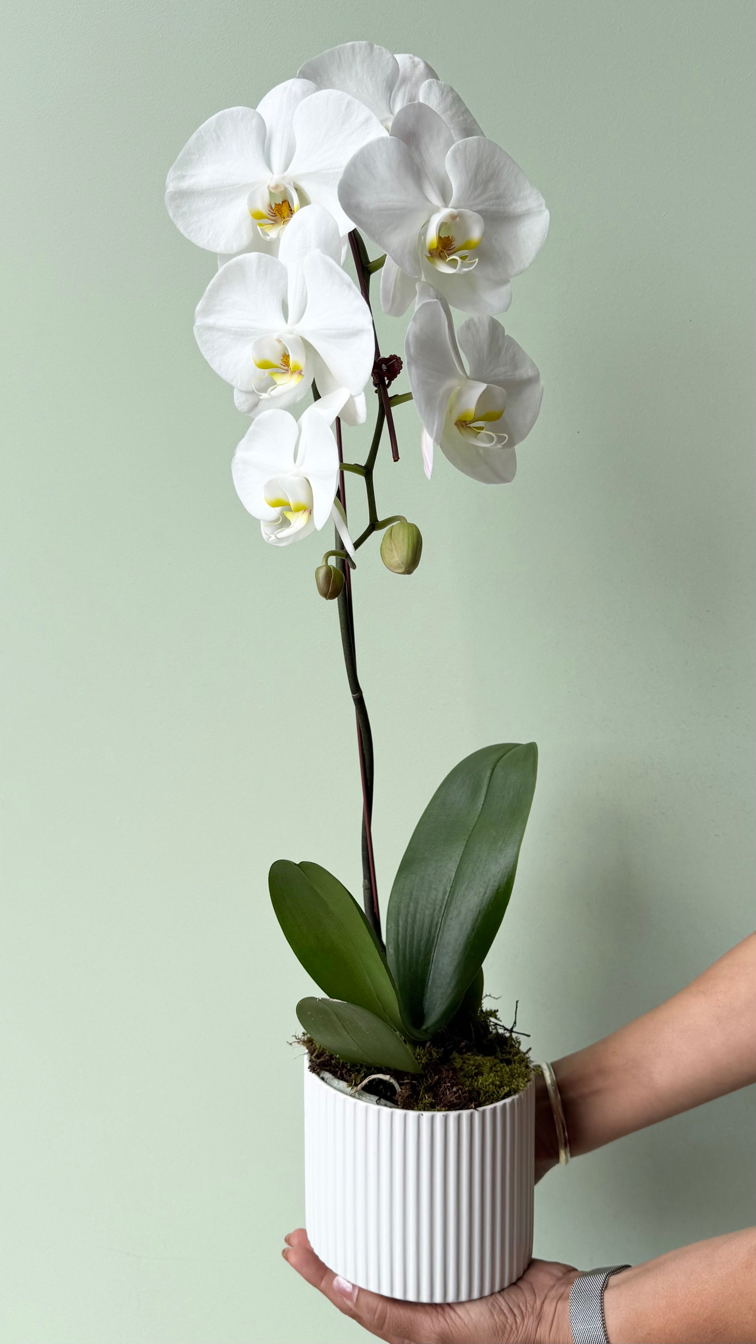 Luxe White Phalaenopsis