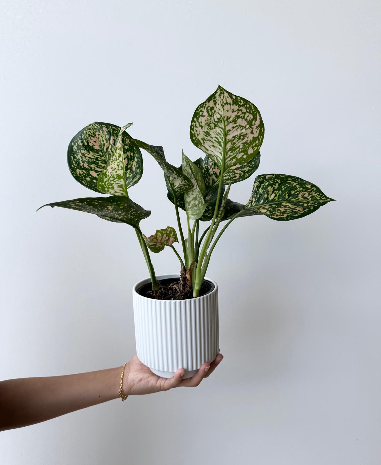 Aglaonema White Emerald