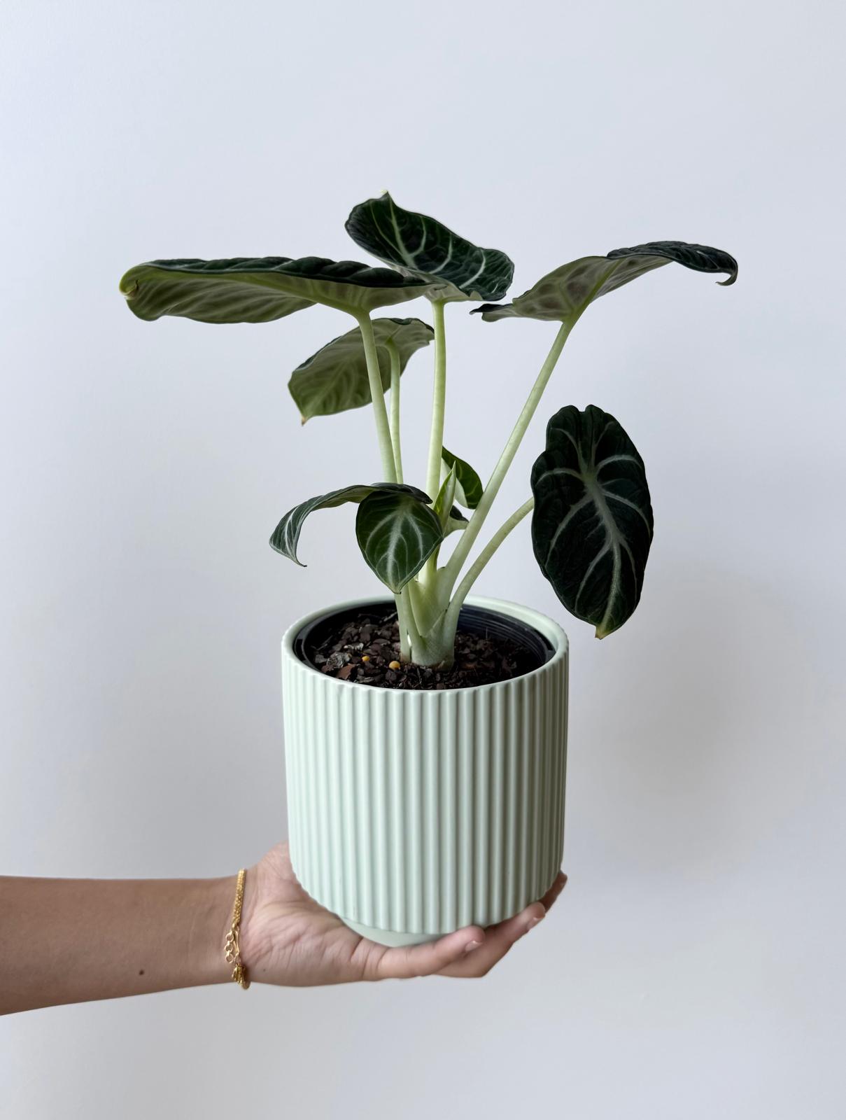 Alocasia Ninja
