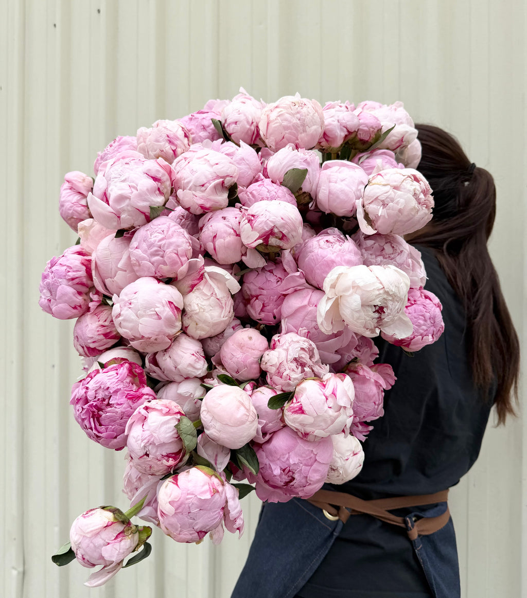 Peony Perfection