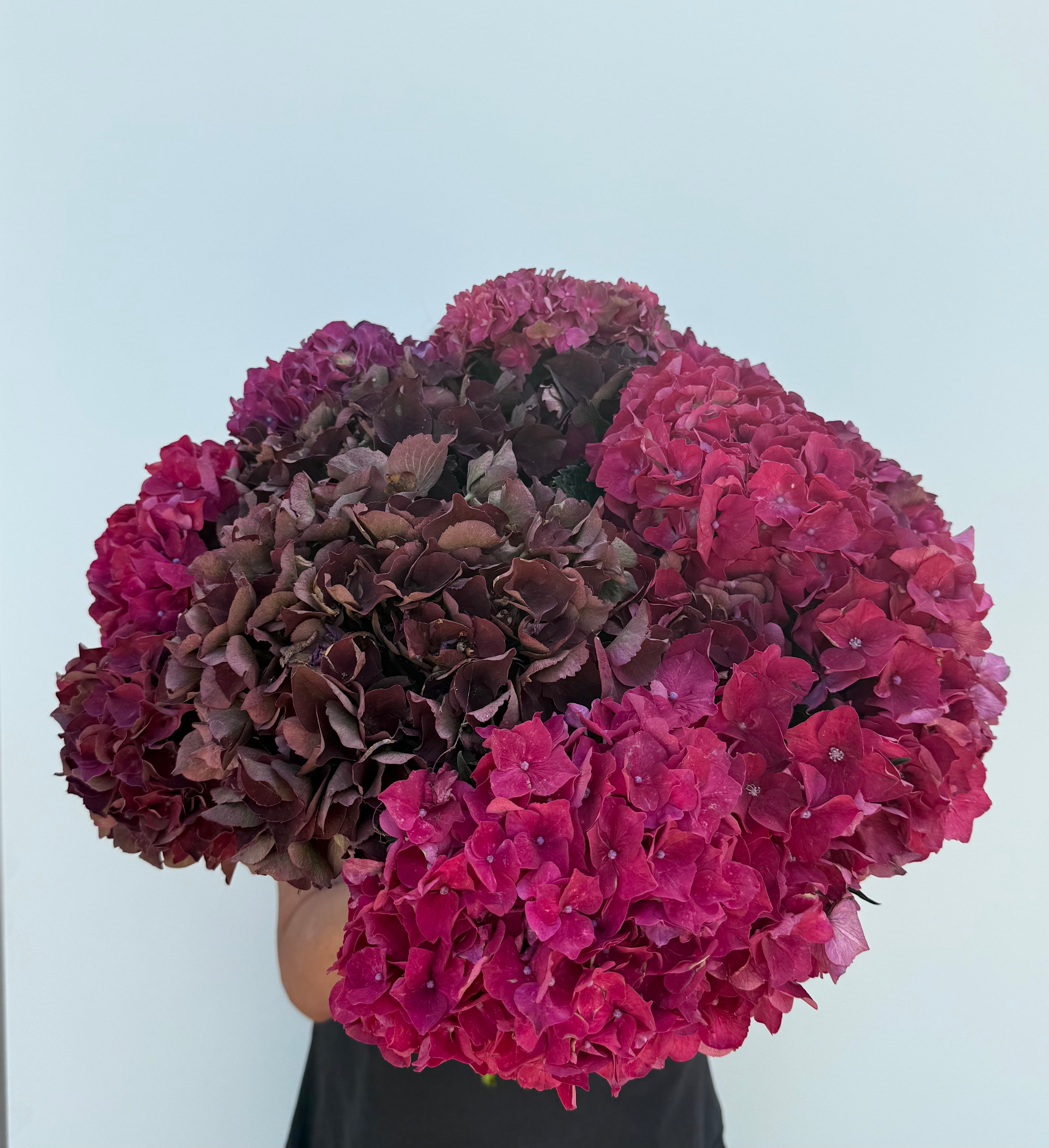 Plum & Pink Hydrangea