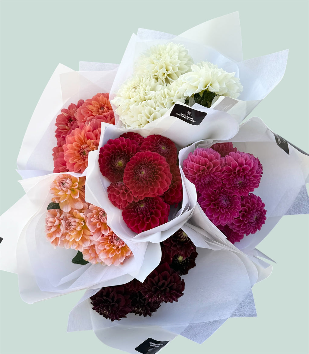 Dahlia Dreams