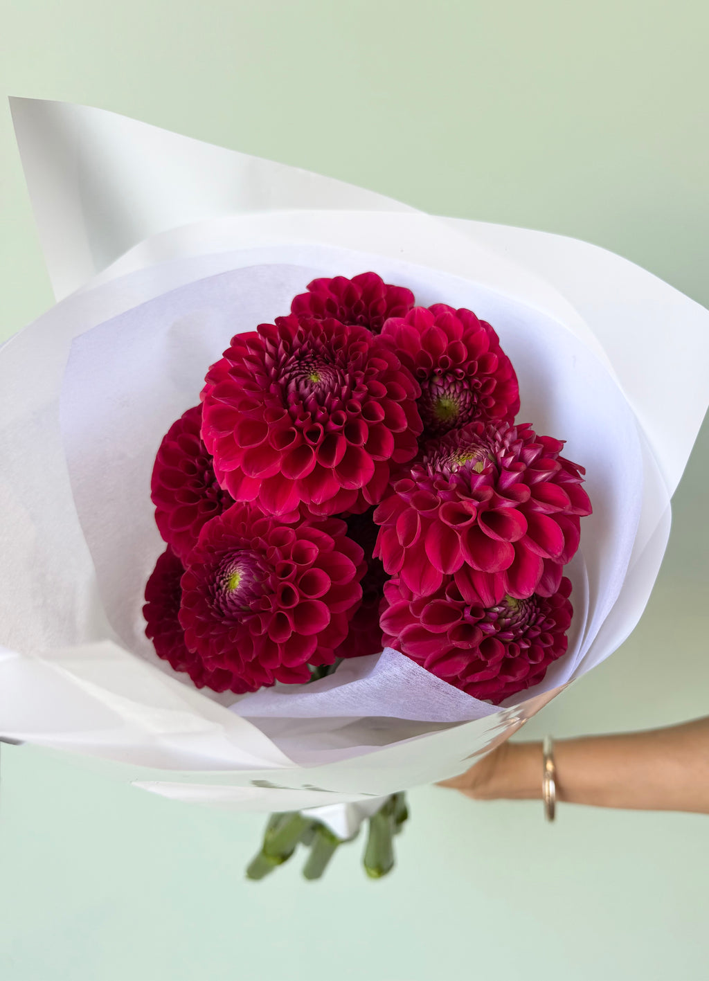 Dahlia Dreams