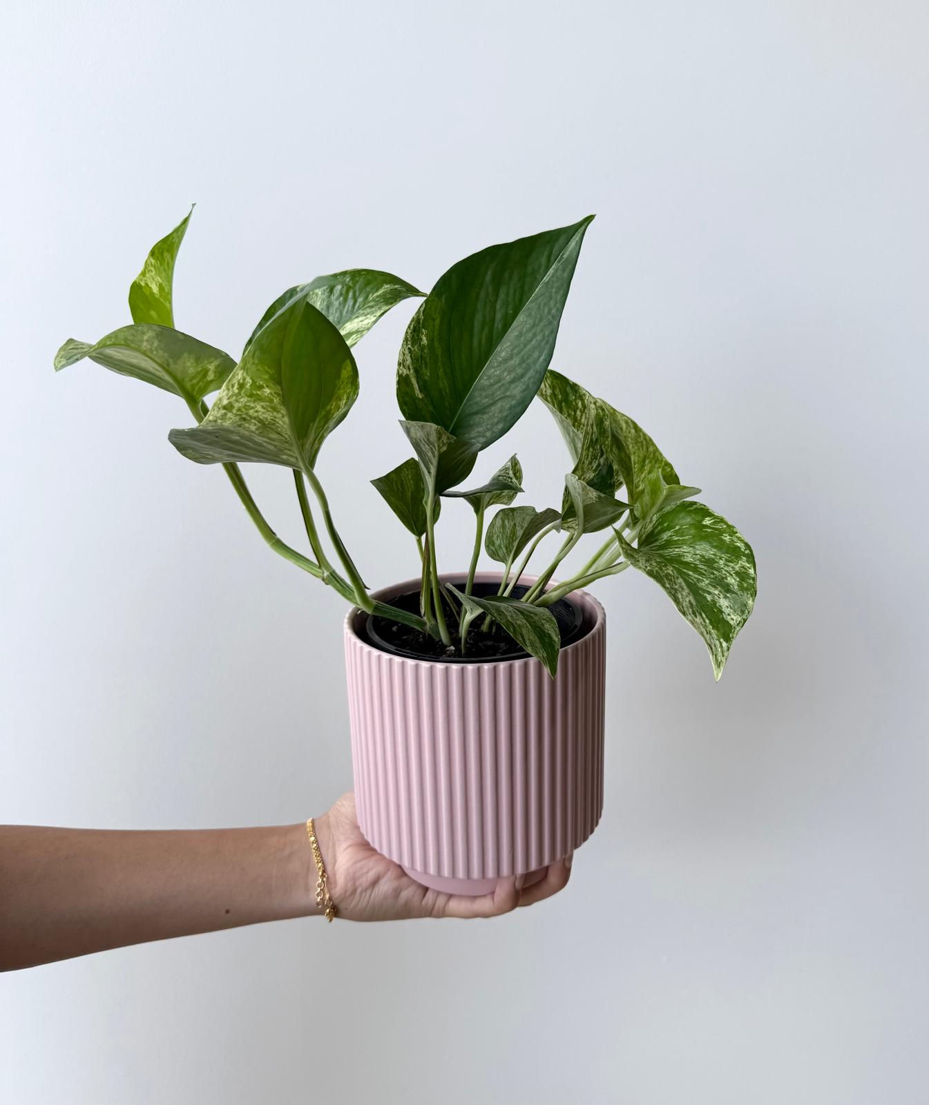 Epipremnum Marble Queen