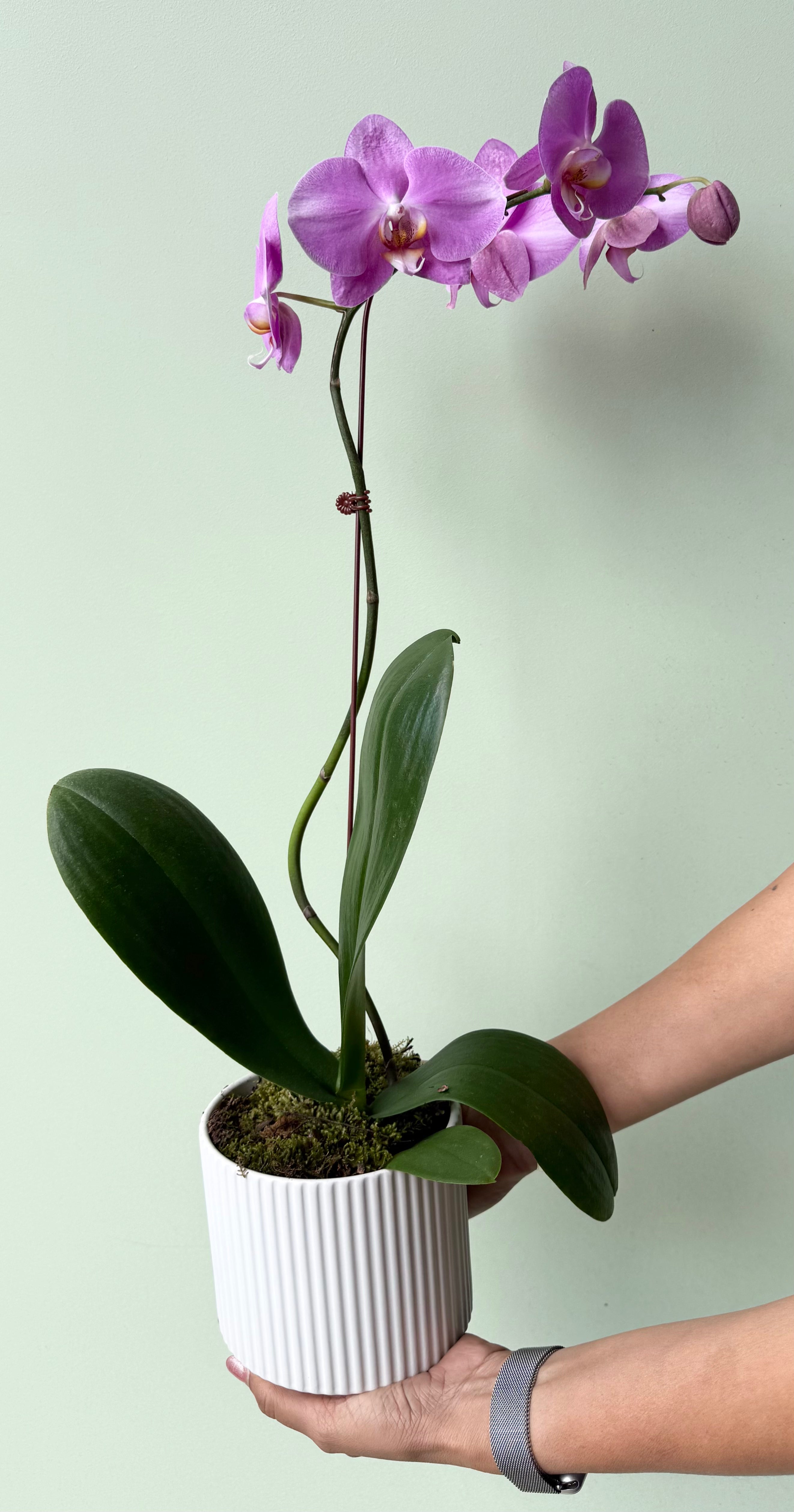 Pink Whisper Phalaenopsis