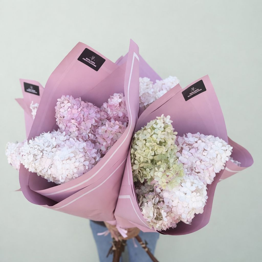 Paniculata Hydrangea