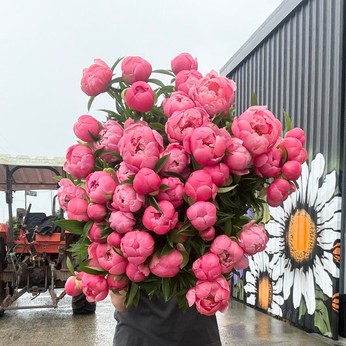Coral Charm Peonies