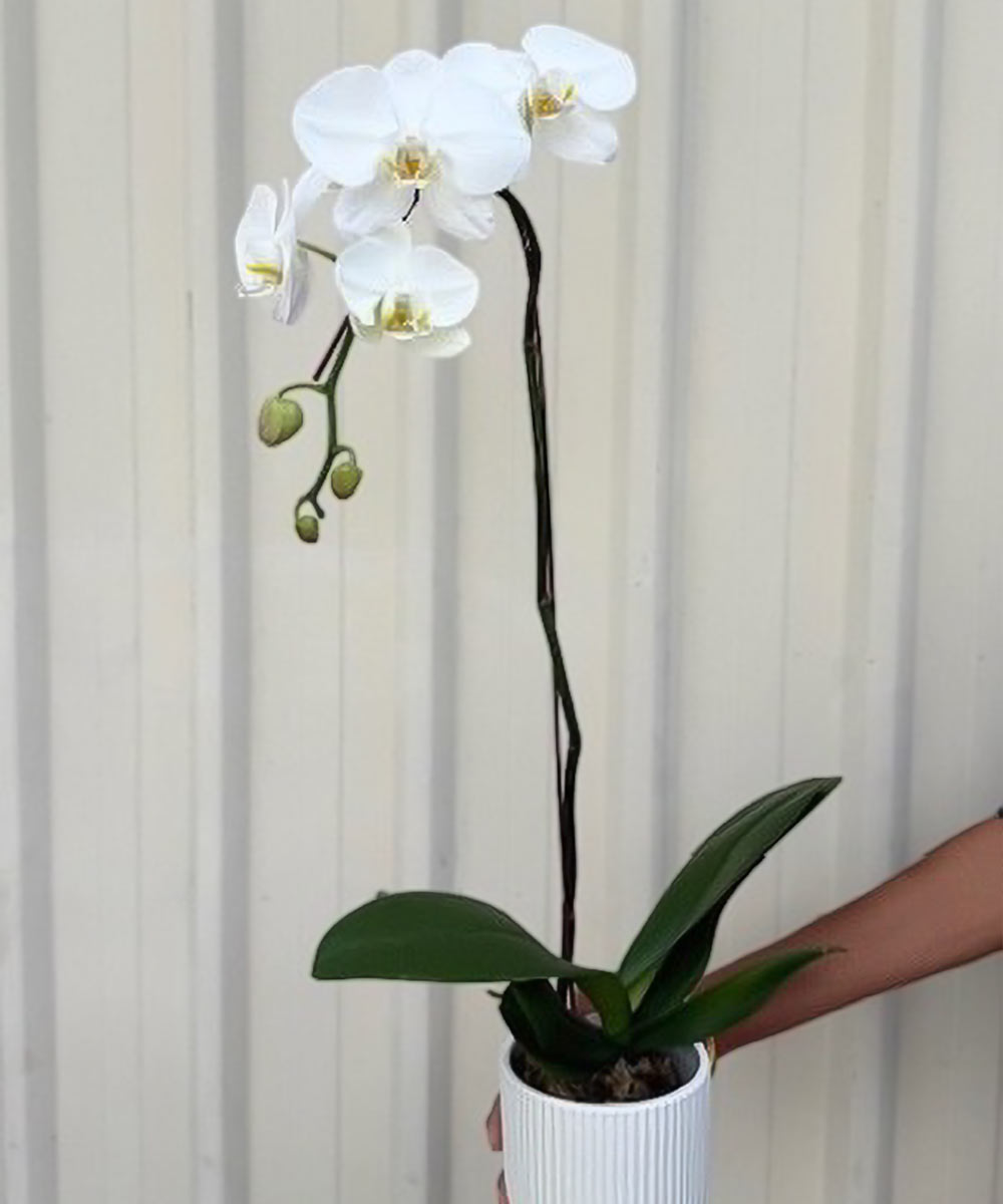 Phalaenopsis Plant In A Pot