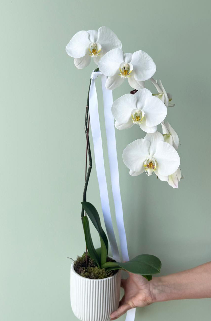 Luxe White Phalaenopsis