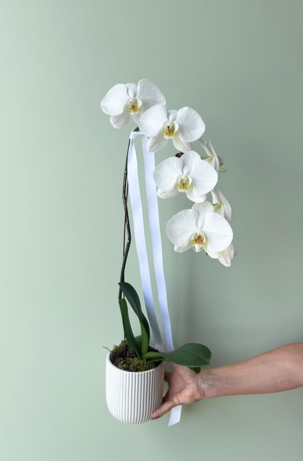 Phalaenopsis Plant In A Pot