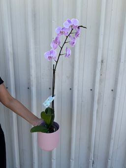 Phalaenopsis Plant In A Pot